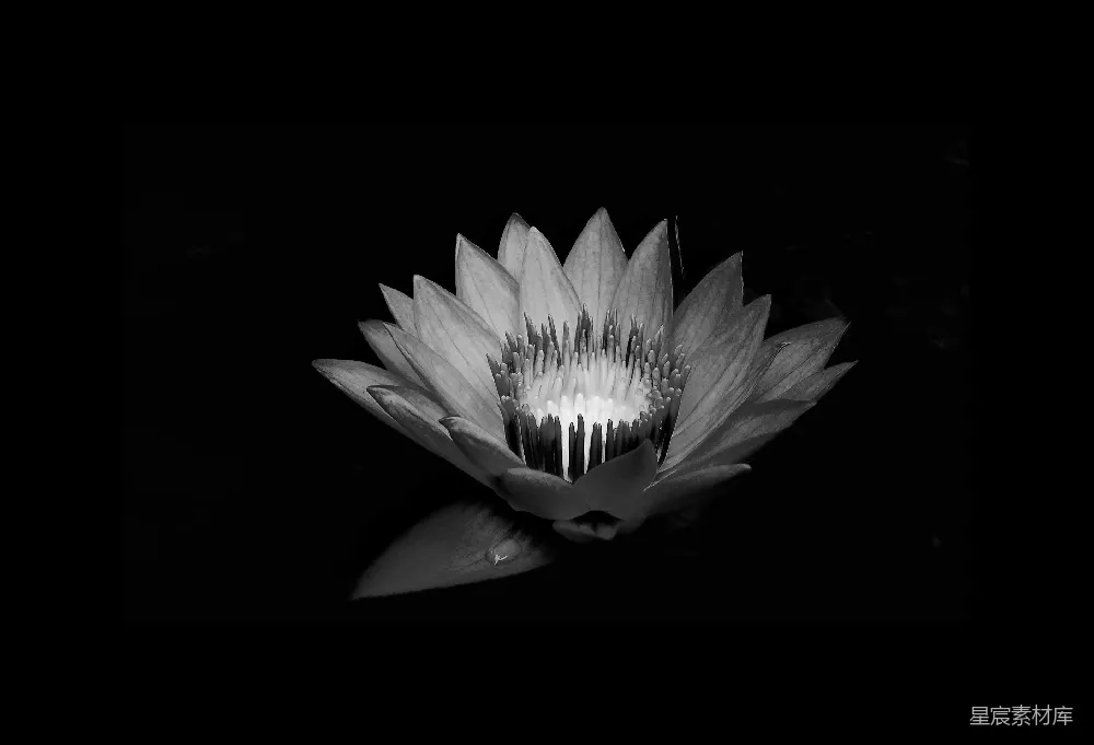 高清摄影 莲花 黑白 自然 静谧 禅意 黑白色调的莲花