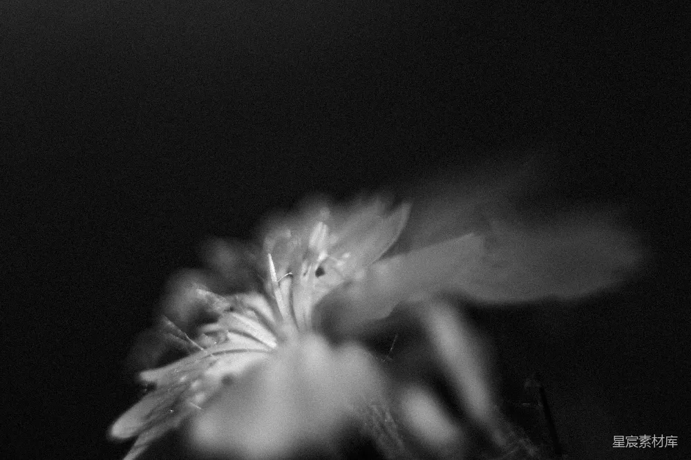 高清摄影 花 夜景 黑白 自然 静谧 夜色中的花朵