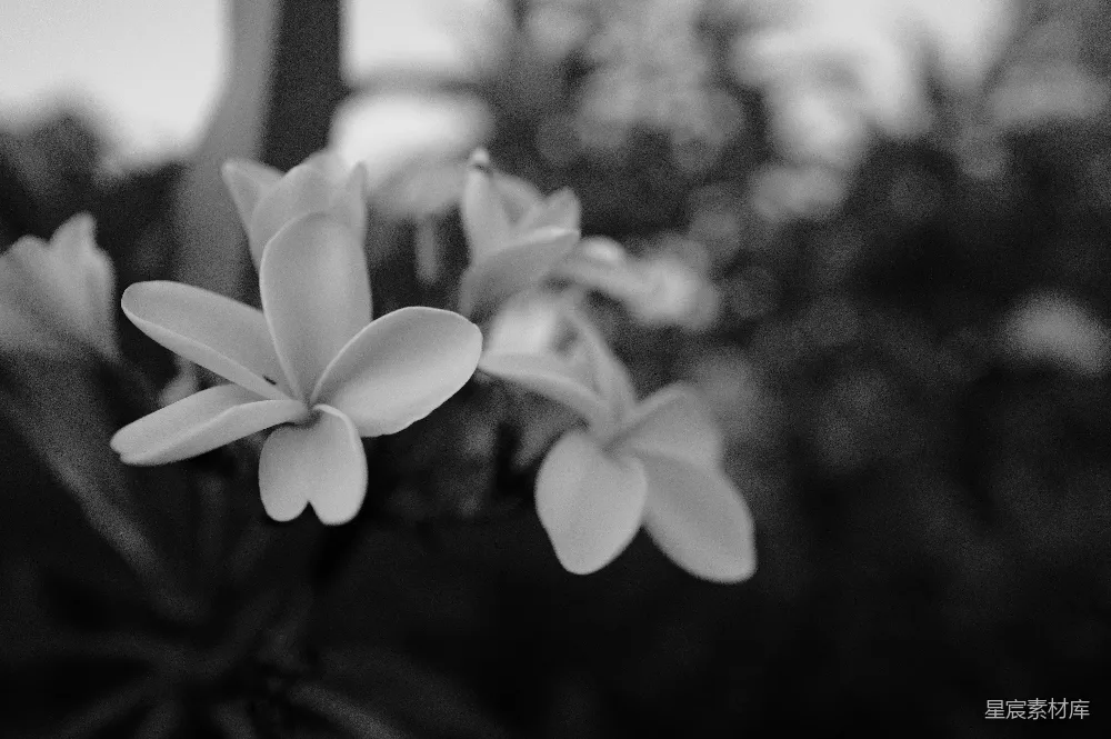 高清摄影 黑白 花卉 自然 静谧 摄影 黑白花影
