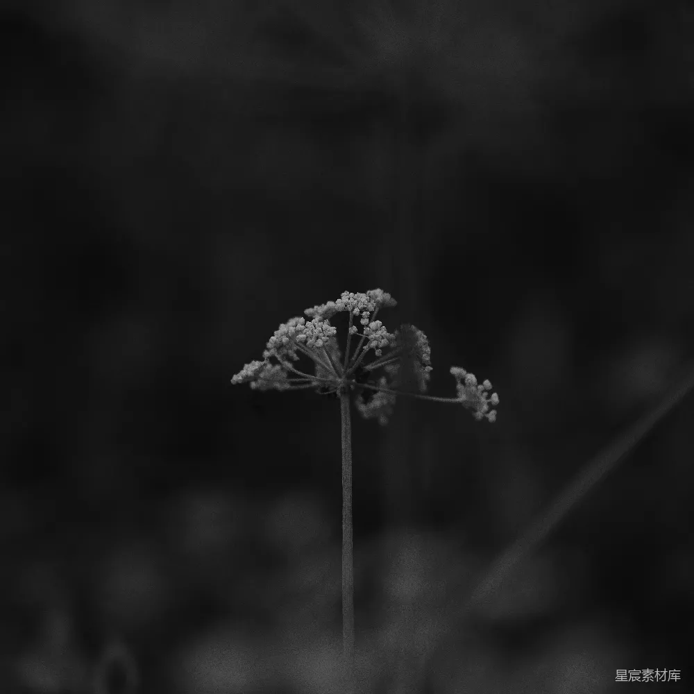 高清摄影 自然 黑白 静谧 野花 植物 单株野花的黑白静谧