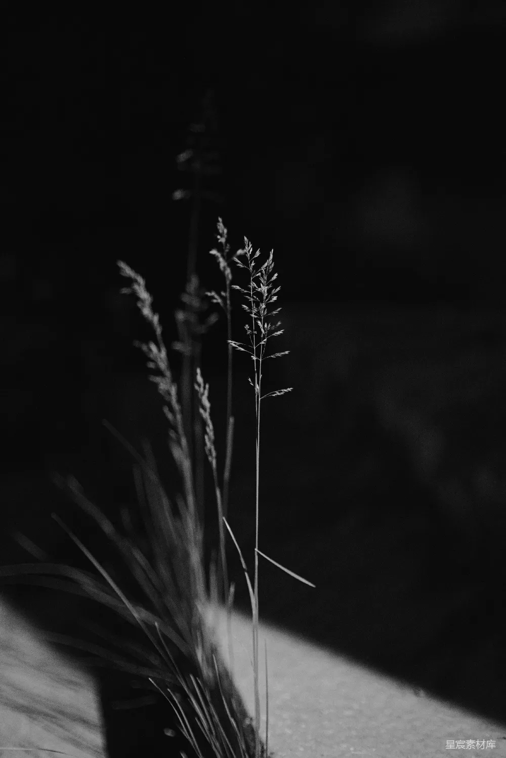 高清摄影 芦苇 黑白摄影 自然 宁静 夜景 夜色中的芦苇