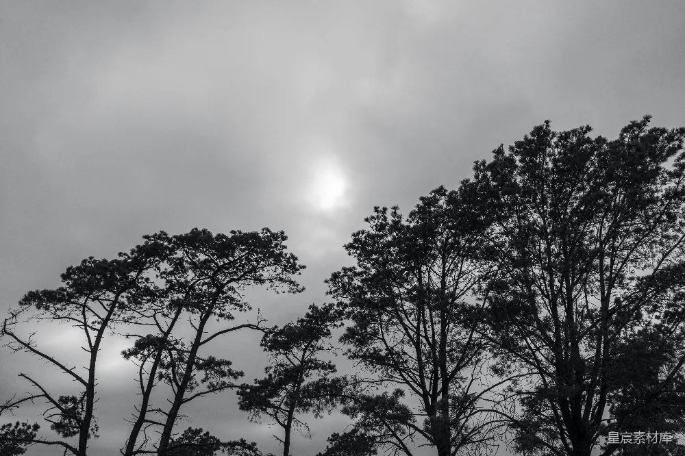 高清摄影 黑白摄影 自然景观 冬日 森林 宁静 冬日松林剪影