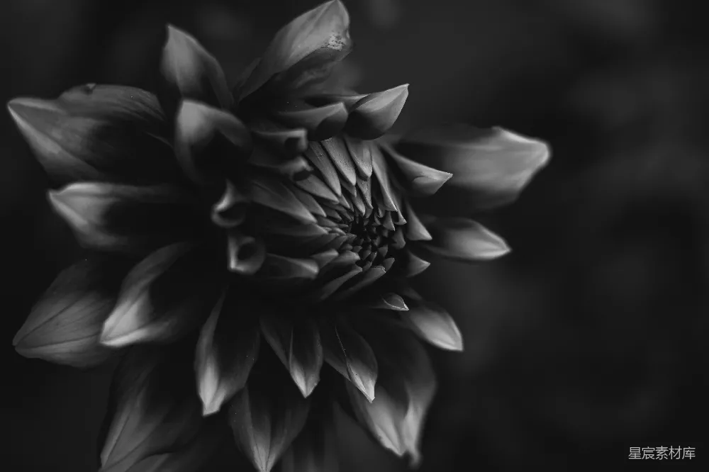 高清摄影 花朵 黑白摄影 自然 细腻 艺术 黑白花朵的细腻之美