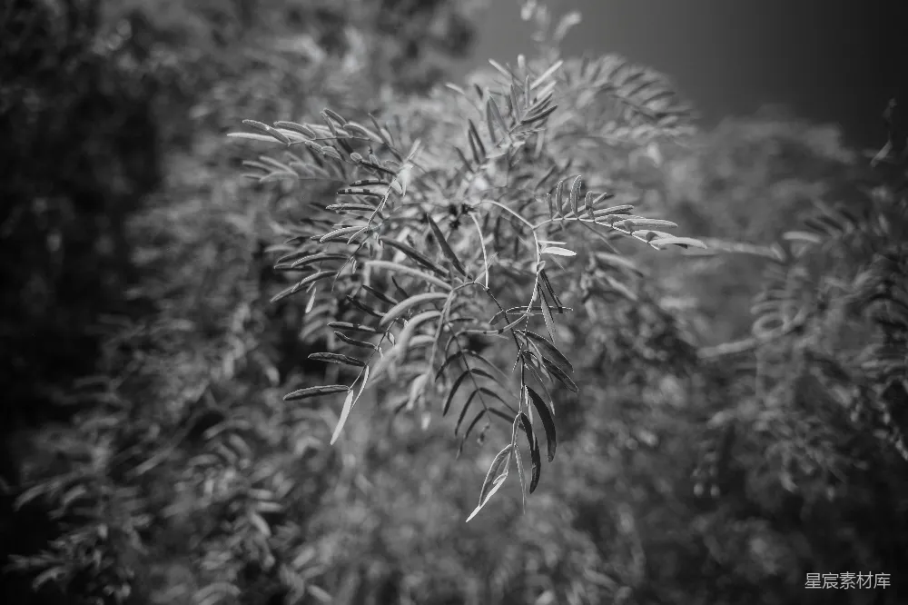 高清摄影 自然 摄影 黑白 植物 静谧 黑白光影中的枝叶