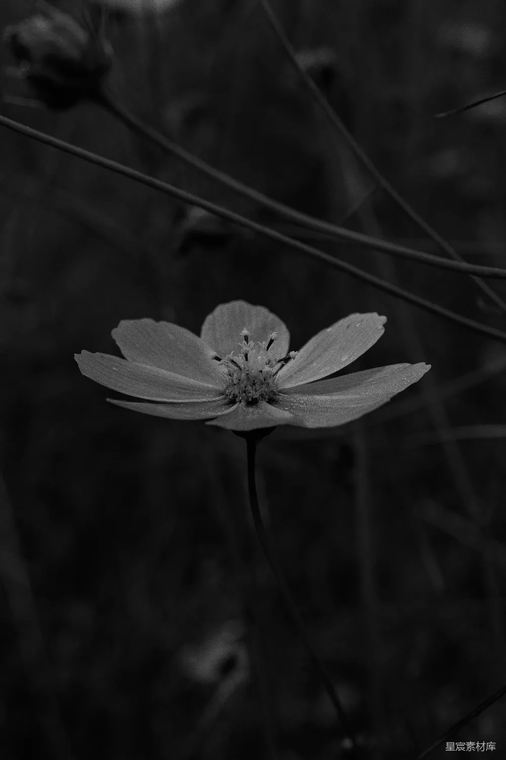 高清摄影 黑白 花朵 自然 摄影 静谧 黑白花影