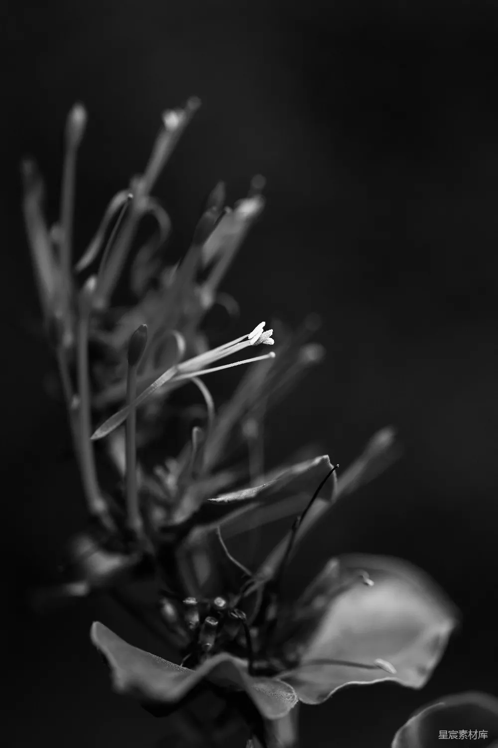 高清摄影 黑白摄影 花卉特写 自然之美 简洁艺术 静谧氛围 黑白花卉特写