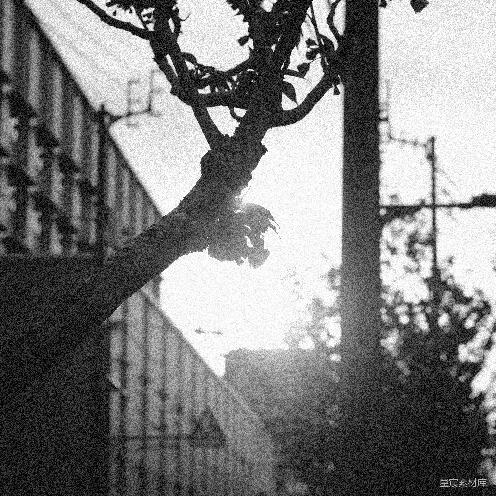 高清摄影 黑白摄影 自然风光 城市剪影 光影效果 都市生活 树梢上的阳光
