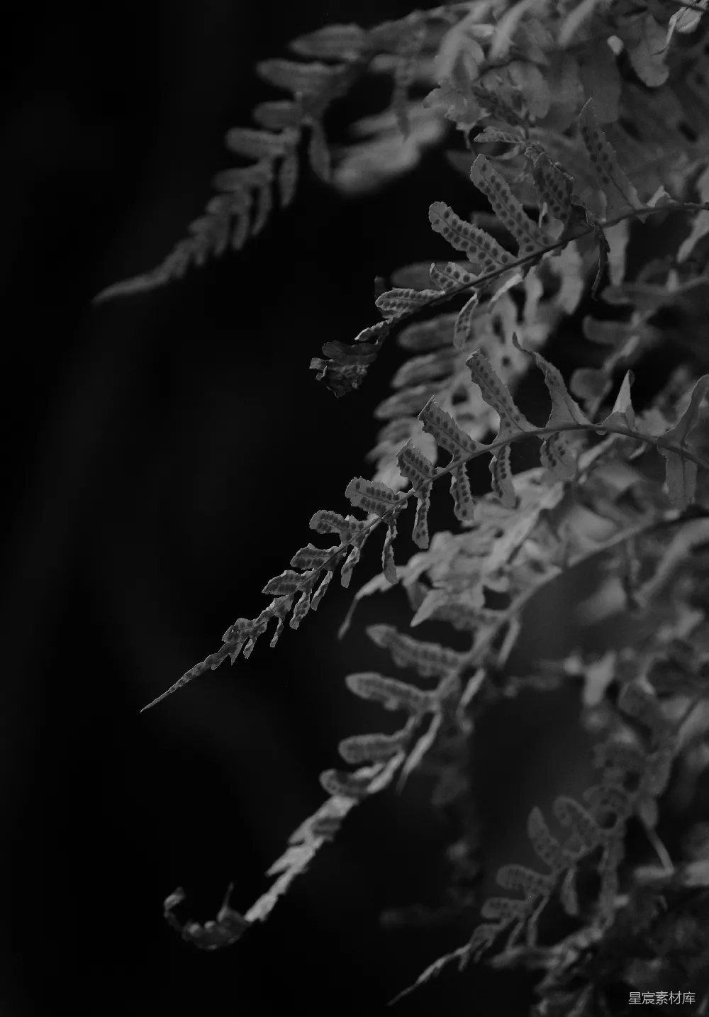 高清摄影 蕨叶 黑白摄影 自然 静谧 植物 黑白蕨叶