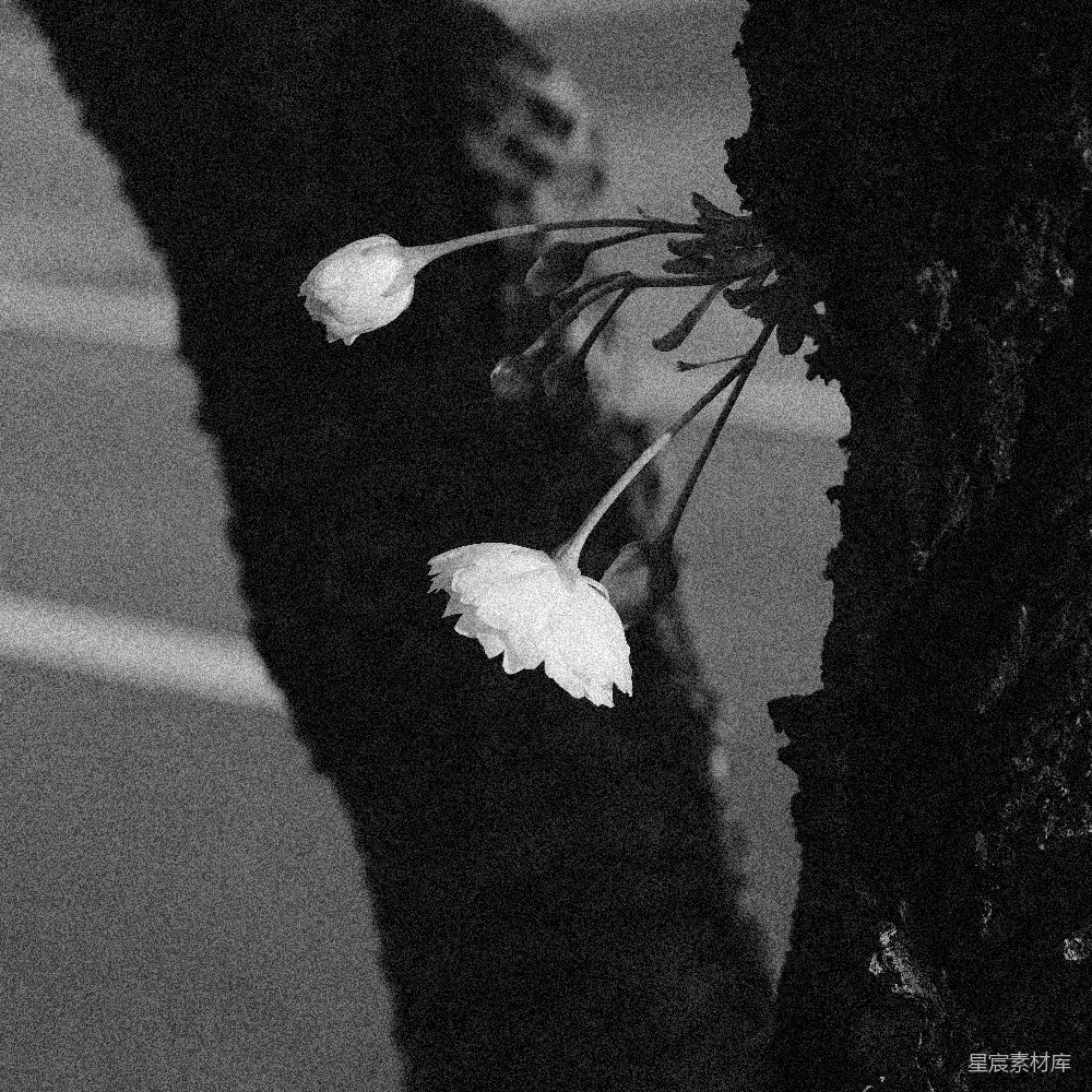 高清摄影 黑白摄影 花卉 自然 情感 静谧 黑与白的花语