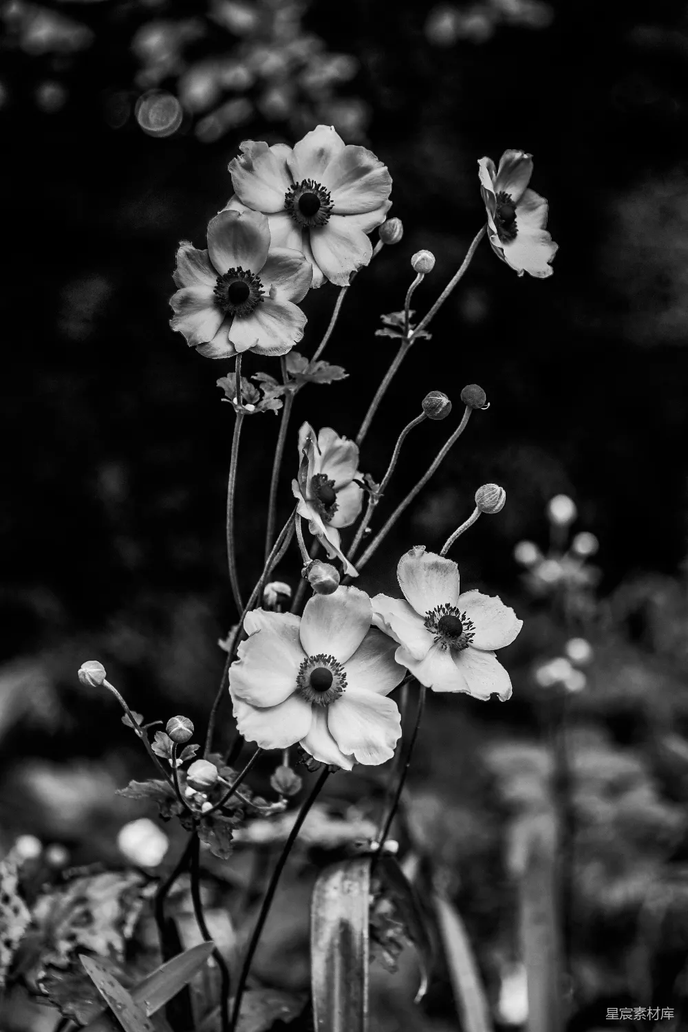 高清摄影 黑白摄影 花卉 宁静 自然 艺术 黑白花境：宁静的银莲花