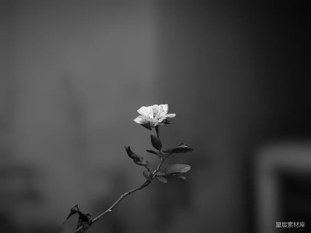 高清摄影 黑白 花朵 自然 静谧 艺术 黑白花朵