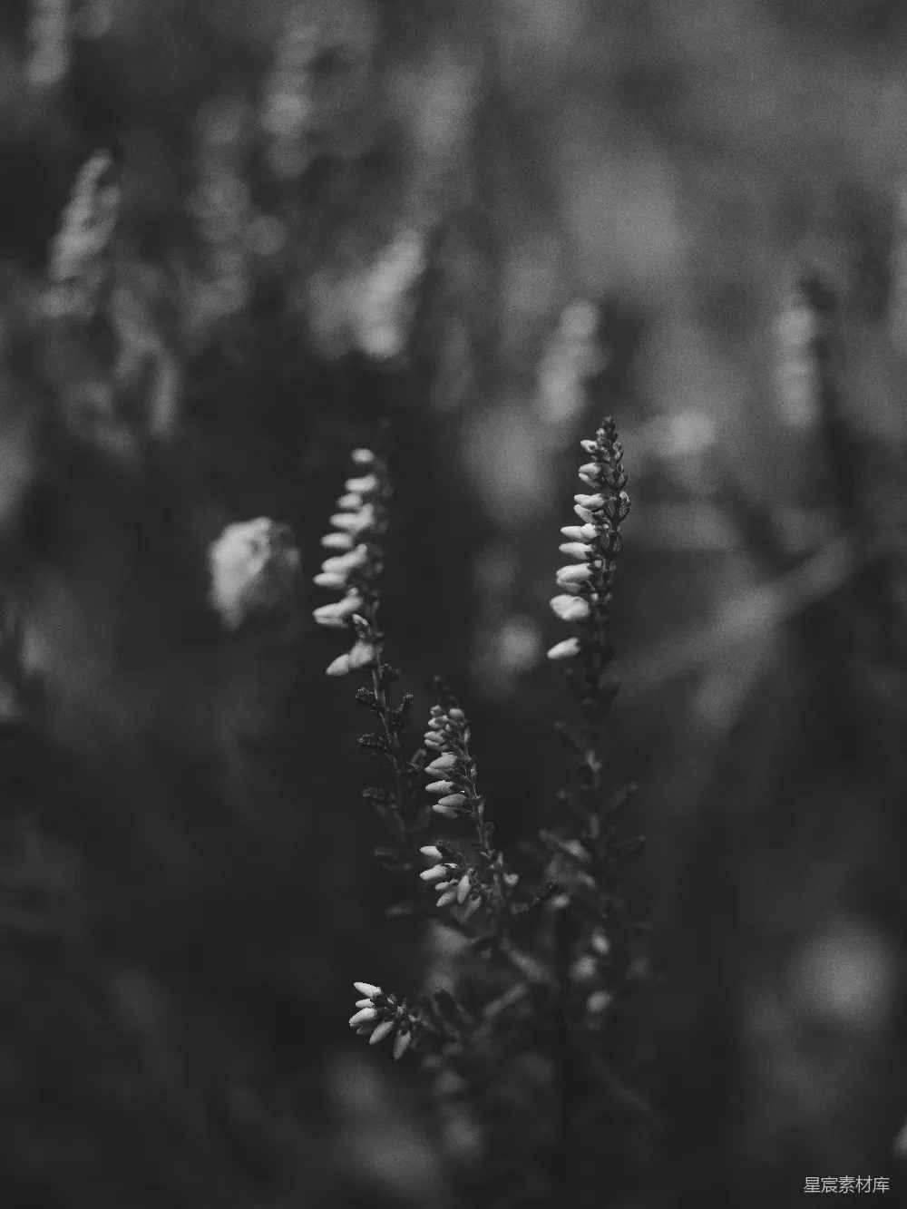 高清摄影 黑白 自然 花艺 静谧 摄影 黑白中的细碎花语