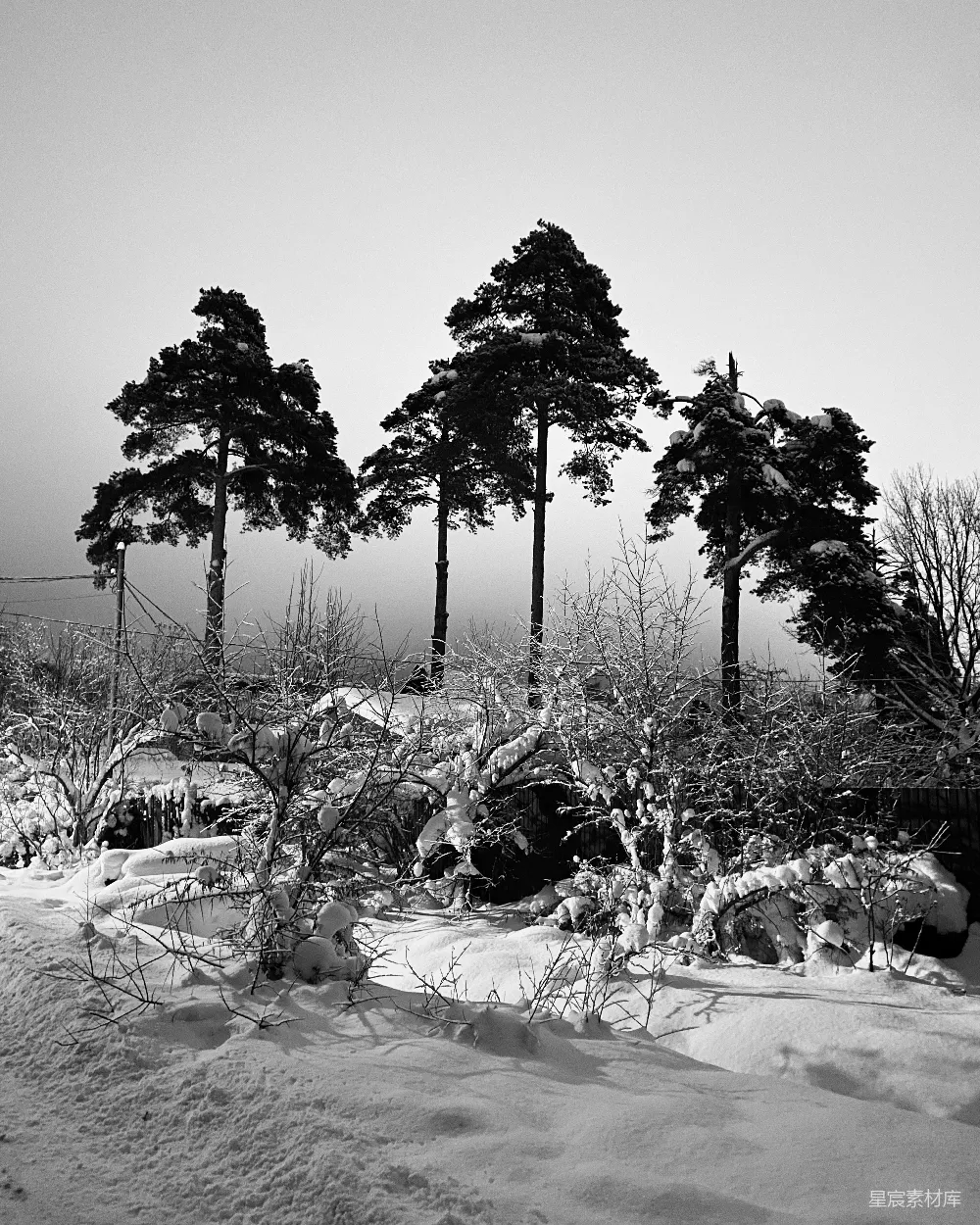 高清摄影 冬季 雪景 自然风光 黑白摄影 宁静 冬日松林雪景