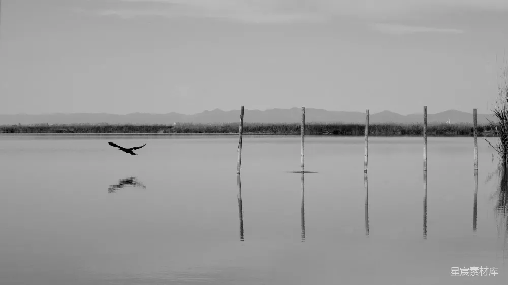 高清摄影 黑白摄影 自然风景 鸟类 湖景 平静 湖畔的宁静与自由