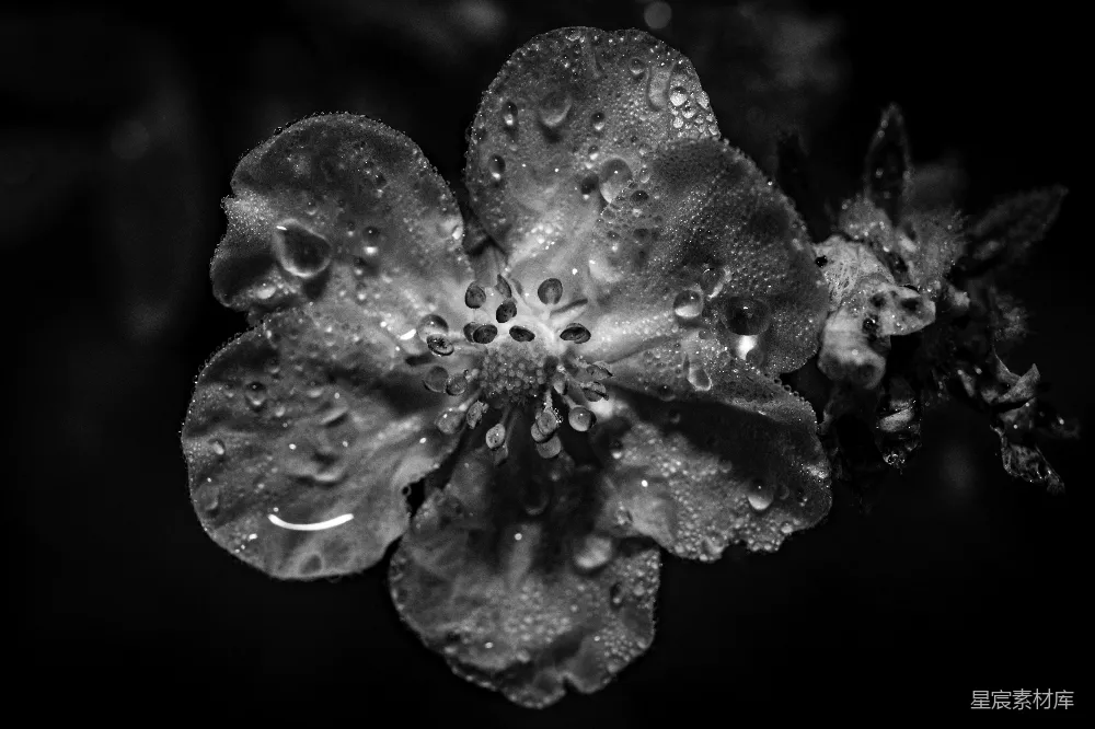 高清摄影 花朵 露珠 黑白摄影 自然 细腻 露珠映衬下的花朵