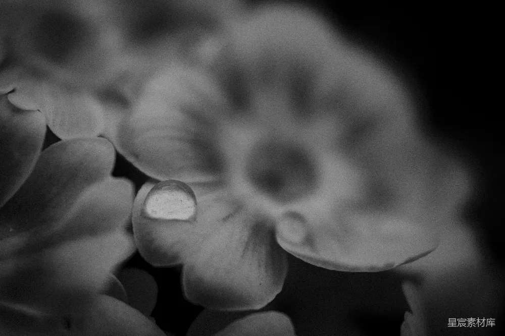 高清摄影 黑白摄影 花卉 特写 自然 艺术 黑白花卉特写
