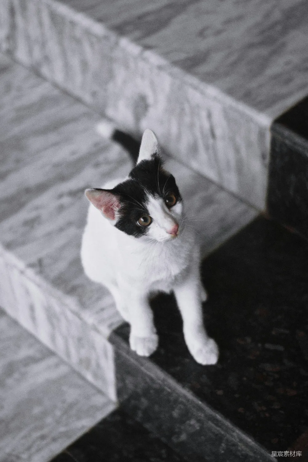 高清摄影 猫咪 黑白 可爱 宠物 家居 黑白相间的猫咪