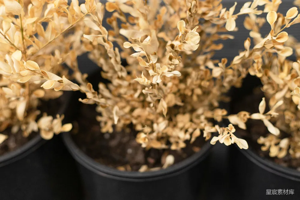 高清摄影 干枯植物 自然 室内装饰 简约风格 植物 干枯植物的特写
