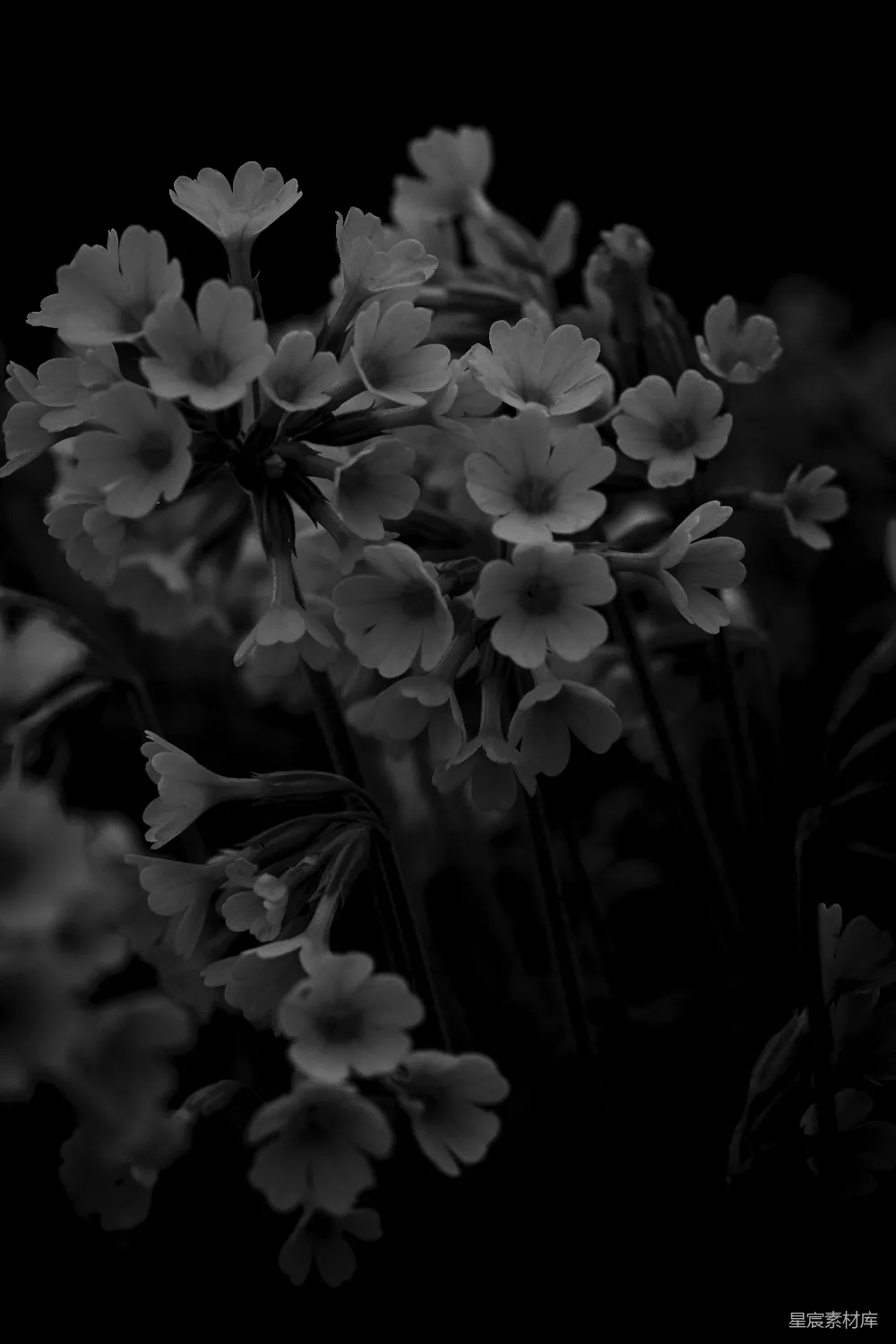高清摄影 花朵 黑白 自然 摄影 静谧 黑白花丛