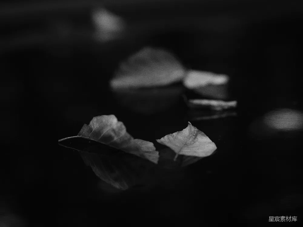 高清摄影 黑白摄影 自然 秋日 宁静 艺术 黑白的落叶