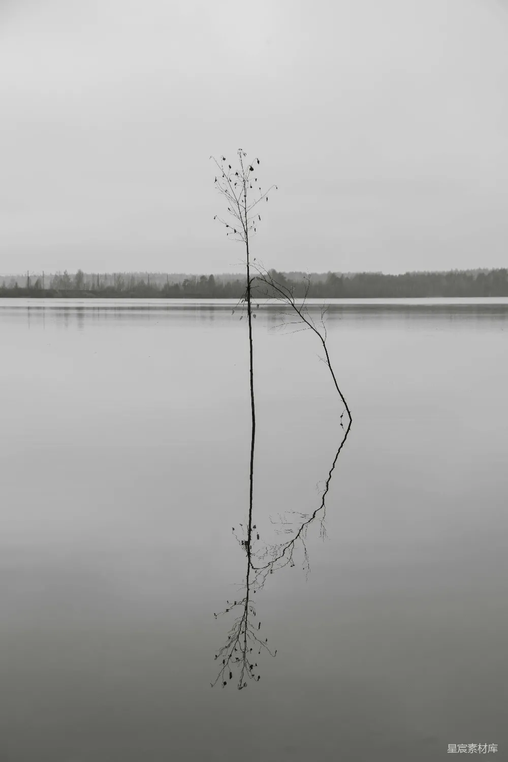 高清摄影 自然 黑白 静谧 湖景 孤独 雾中孤独的树