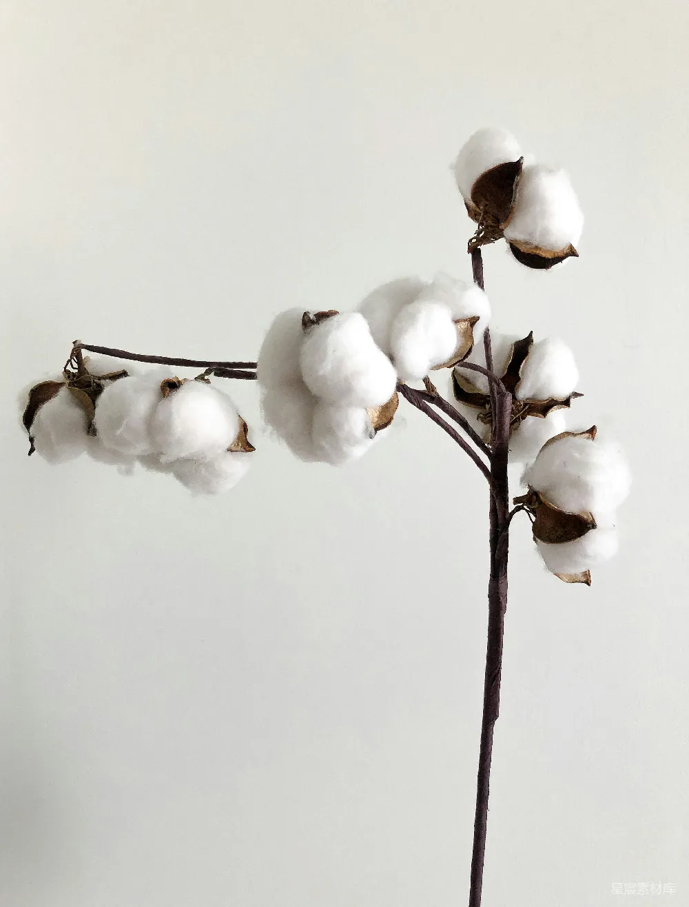 高清摄影 棉花 自然 干花 装饰 简约 棉花枝条