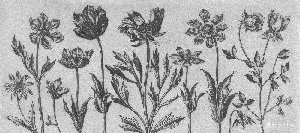 高清摄影 花卉 植物 插图 艺术 黑白 黑白花卉插图