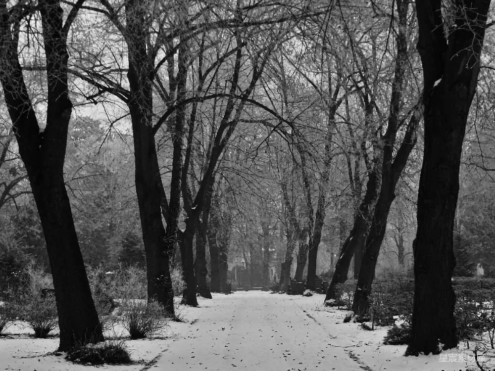 高清摄影 冬季 黑白摄影 自然风景 雪景 宁静 冬日静谧林间小径