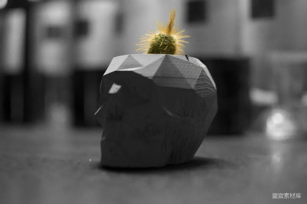 高清摄影 仙人掌 几何设计 创意家居 室内装饰 简约风格 几何艺术：创意仙人掌花盆