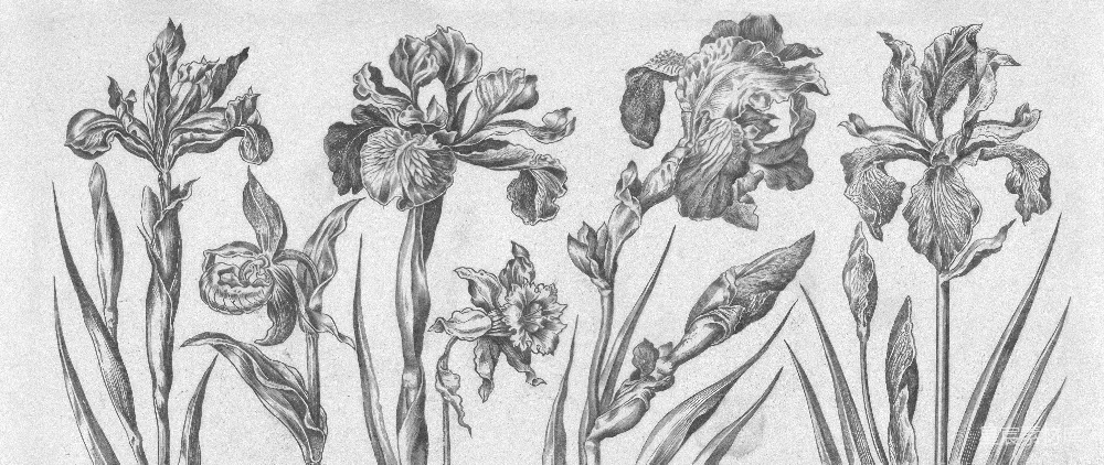 高清摄影 鸢尾花 素描 植物 艺术 自然 鸢尾花的素描插画