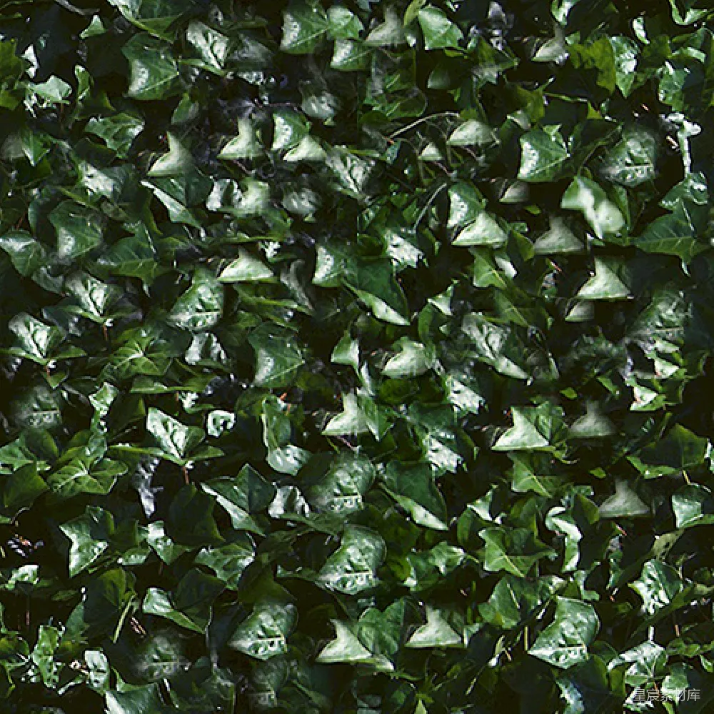 材质纹理 植物 自然 背景 墙面 绿色 绿叶覆盖的墙面