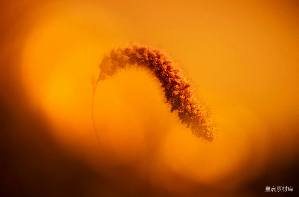 高清摄影 自然 摄影 日落 植物 艺术 夕阳下的草穗