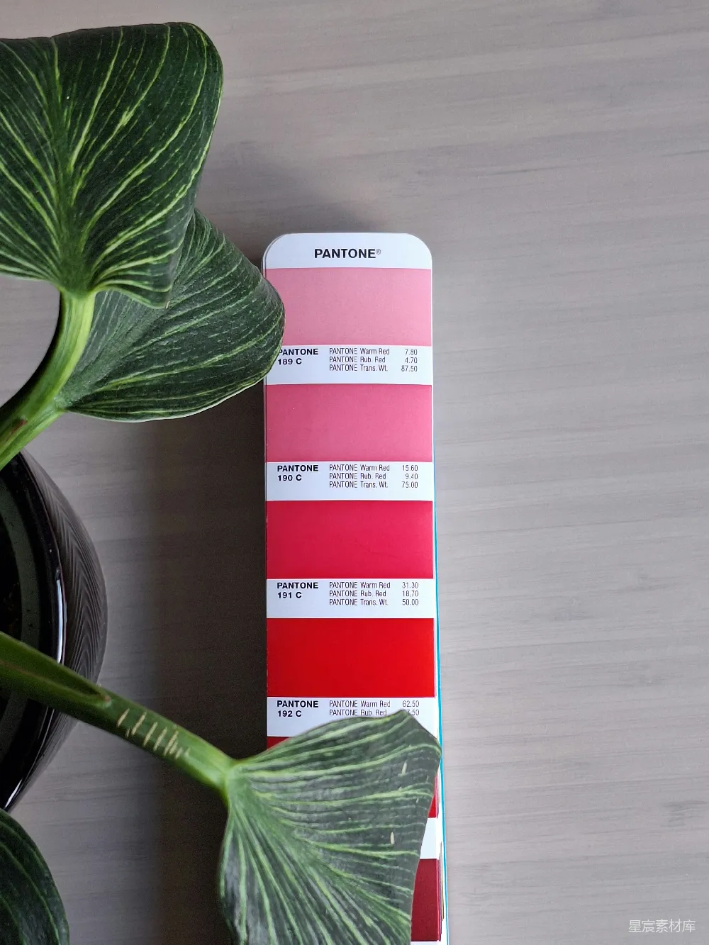 高清摄影 Pantone 色彩搭配 设计灵感 室内设计 植物 Pantone色卡与绿色植物