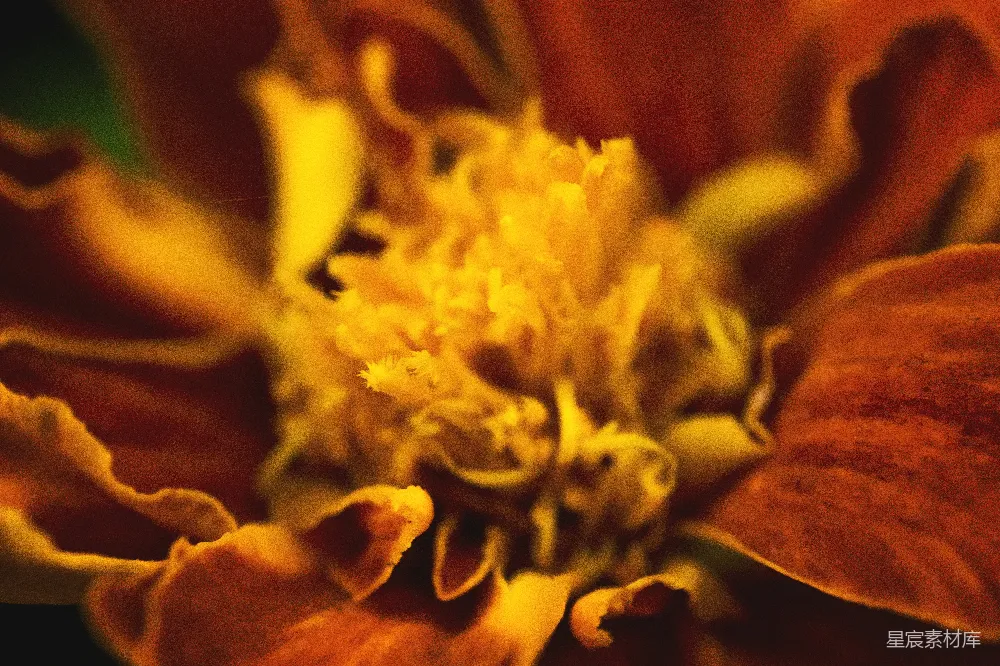 高清摄影 花朵 秋季 特写 自然 色彩 鲜艳的秋花特写
