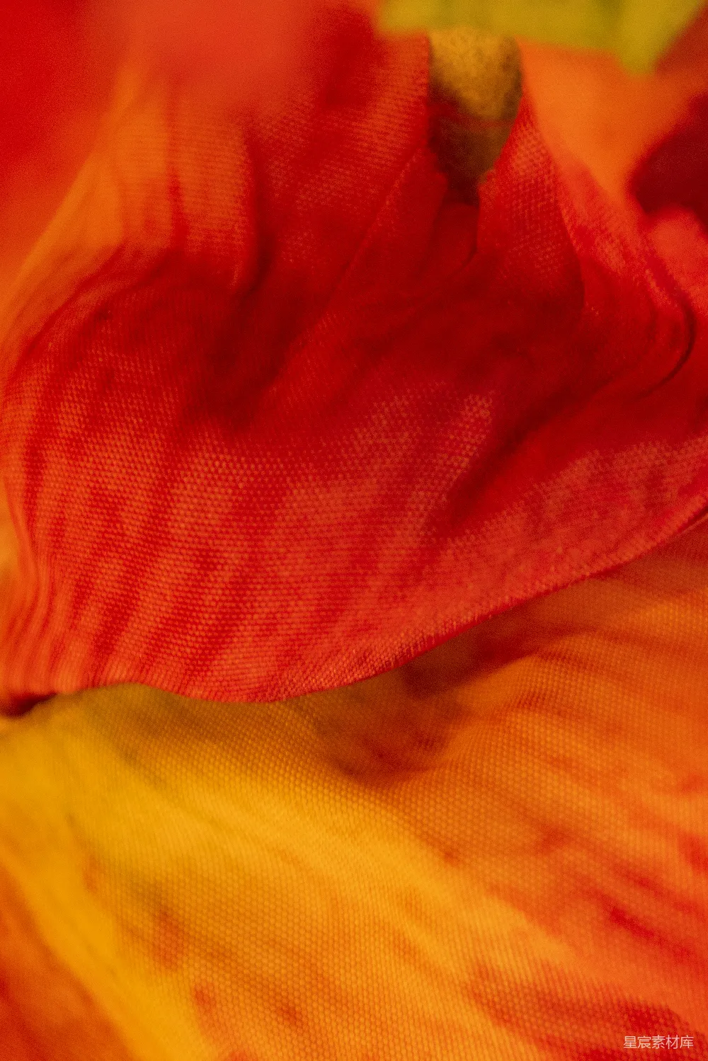 高清摄影 花朵 特写 自然 温暖色调 细腻纹理 热情的橙红色花卉特写