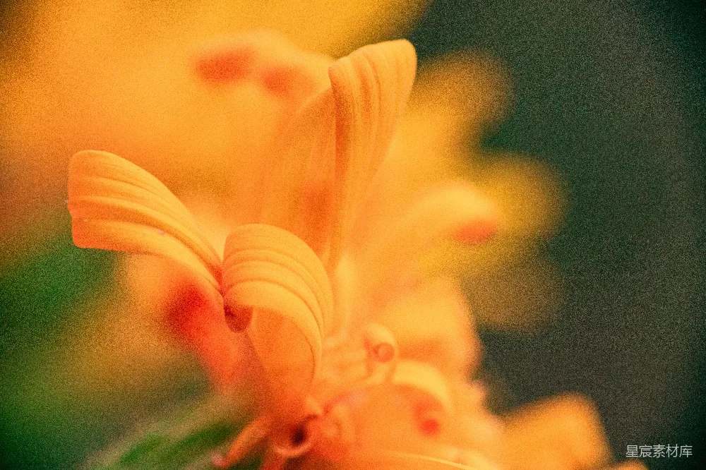 高清摄影 花朵 特写 自然 橙色 艺术 橙色花朵的特写
