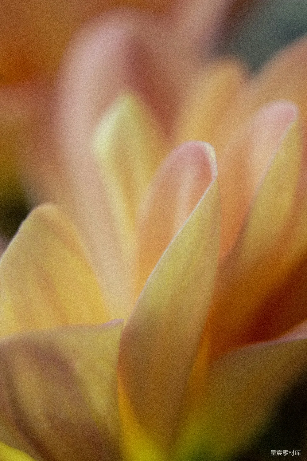 高清摄影 花朵 特写 自然 柔和 春季 温柔的黄色花瓣特写