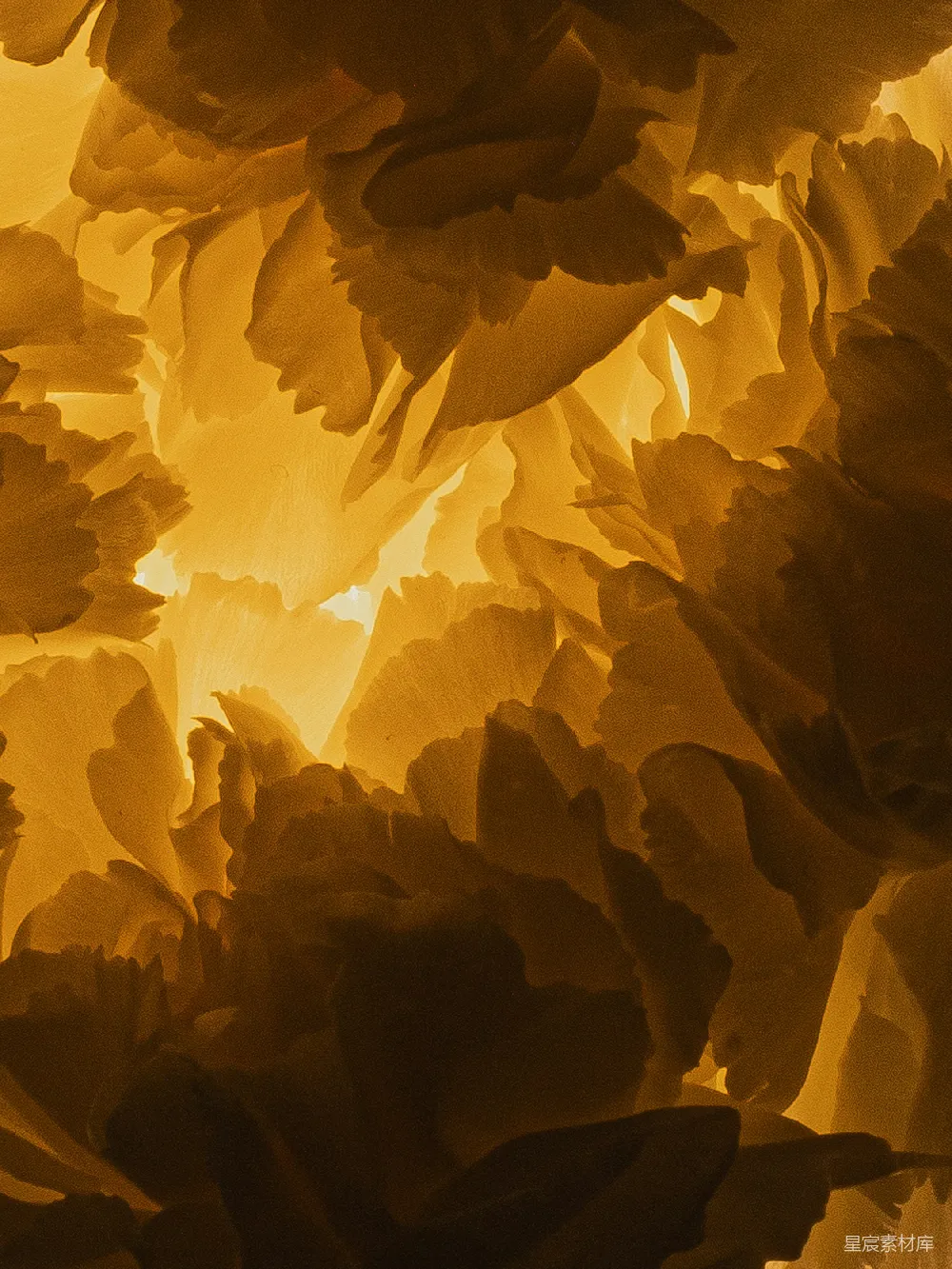 高清摄影 自然 秋天 光影 树叶 艺术 金黄树叶的光与影