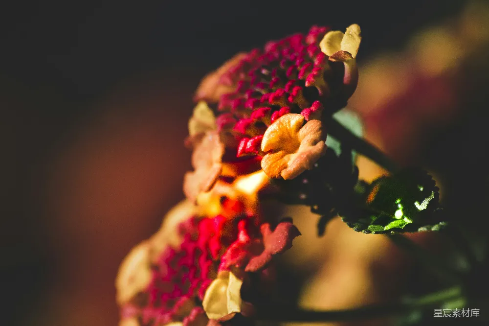 高清摄影 花朵 特写 自然 红色 植物 绽放的红色花朵特写