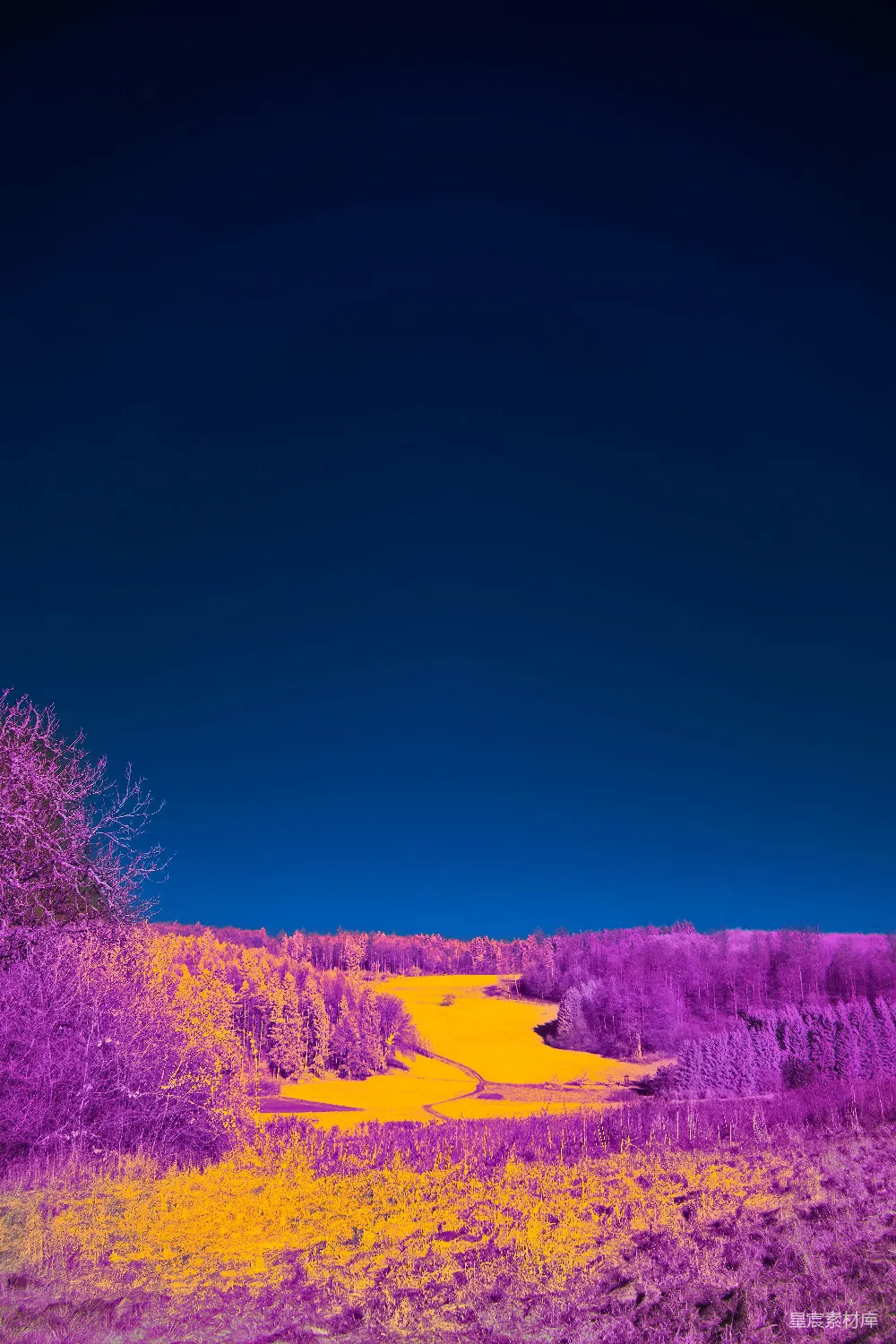 高清摄影 森林 梦幻 紫色 自然 风景 梦幻紫色森林