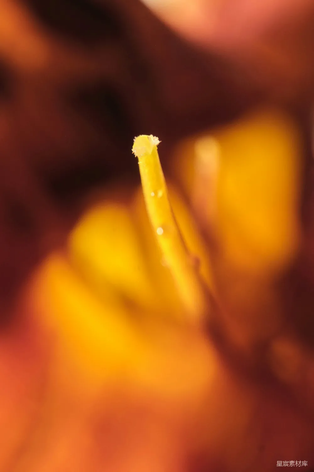 高清摄影 微距摄影 花朵特写 自然之美 黄色 细节 微距视角下的黄色花朵