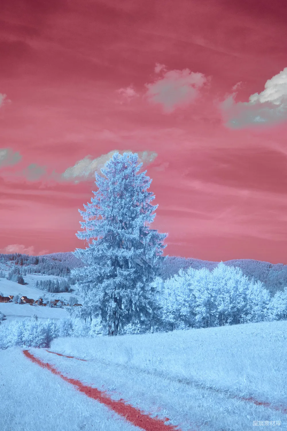 高清摄影 冬季 粉红色 雪景 童话 自然 粉红天空下的冬日童话