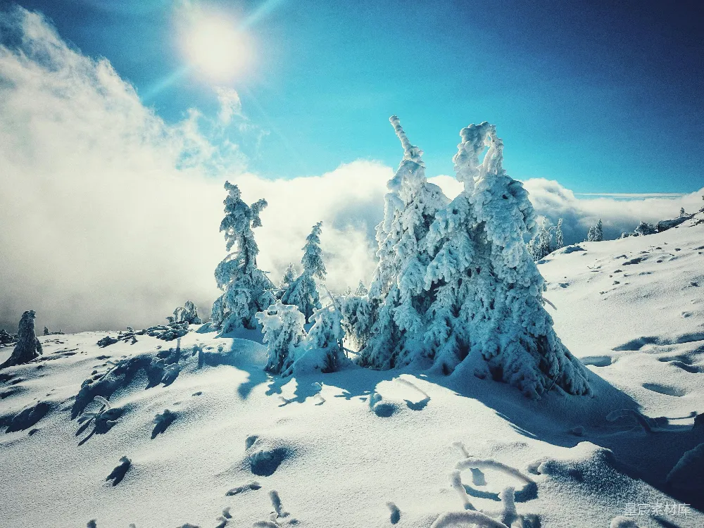 高清摄影 雪景 冬季 自然风光 户外 摄影 冬日雪景：阳光下的冰雕森林