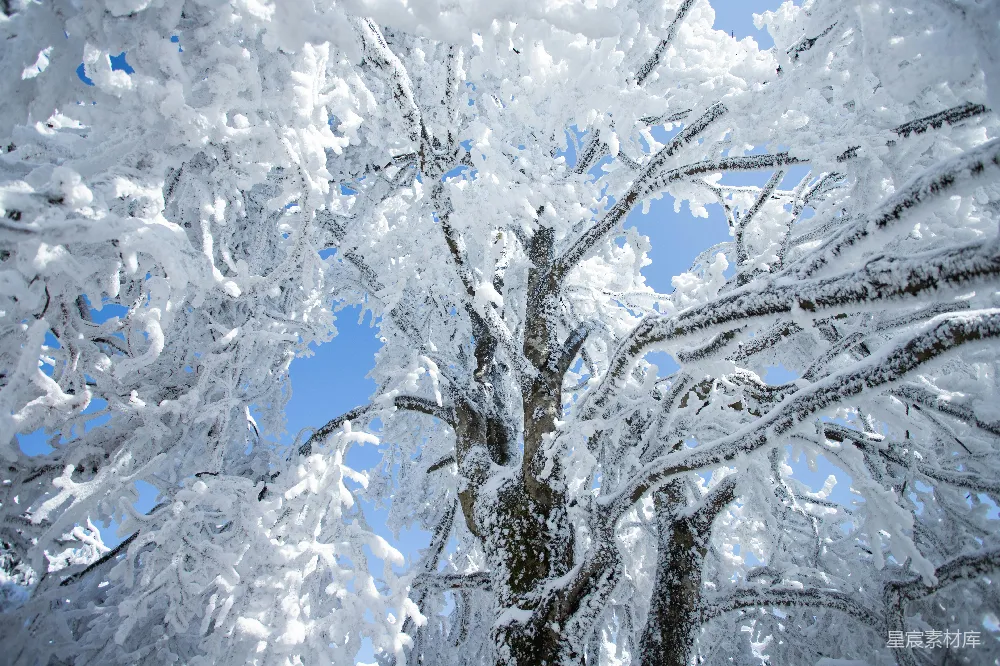 高清摄影 冬季 雪景 自然风光 树干 纯净 冬日雪景下的树木
