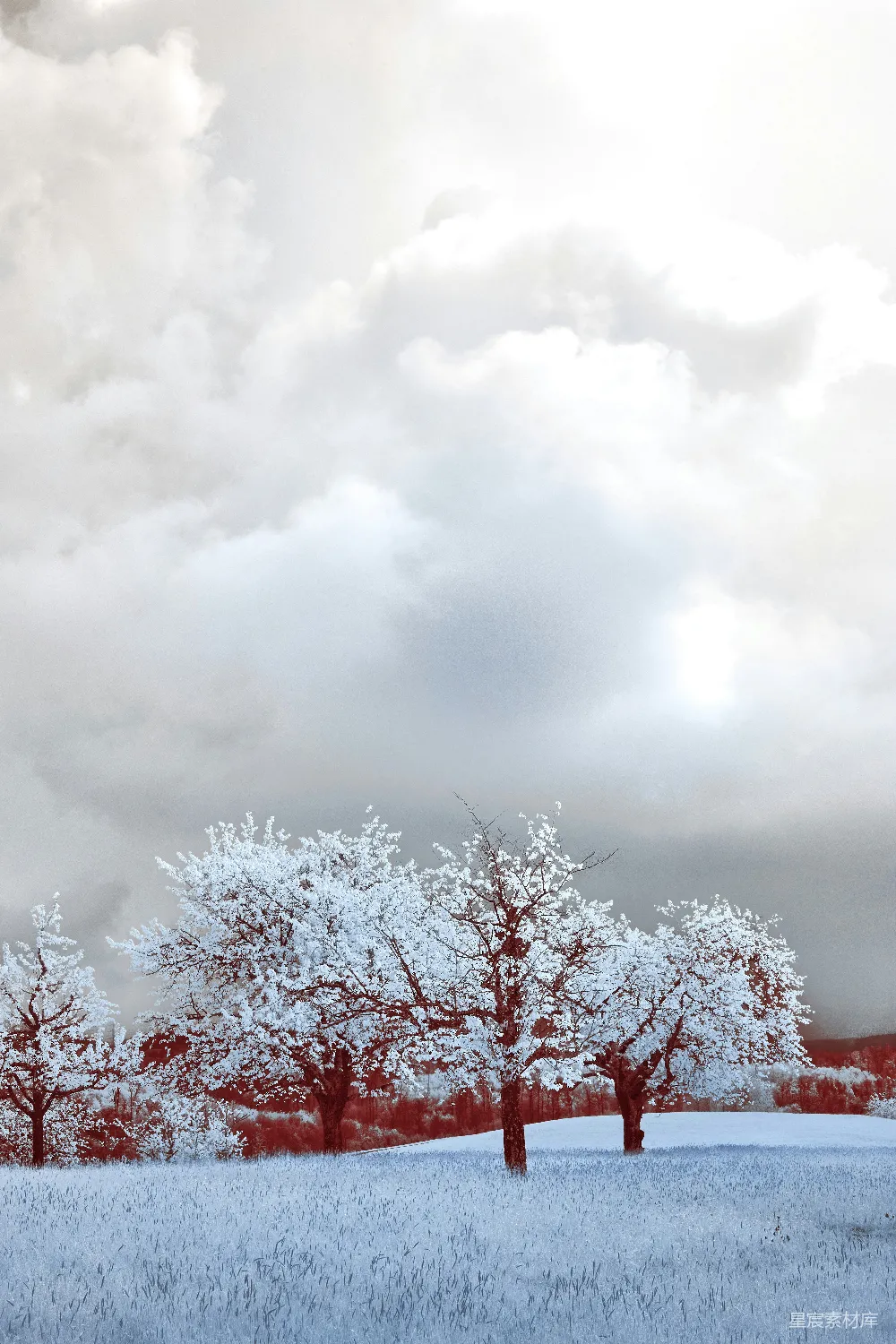高清摄影 冬景 雪景 自然 红色 宁静 冬日雪景下的红树