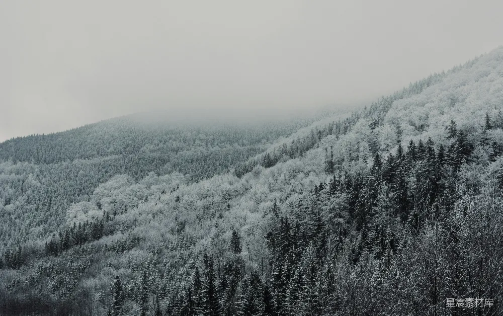高清摄影 森林 雪景 自然风光 冬季 宁静 雪景中的森林