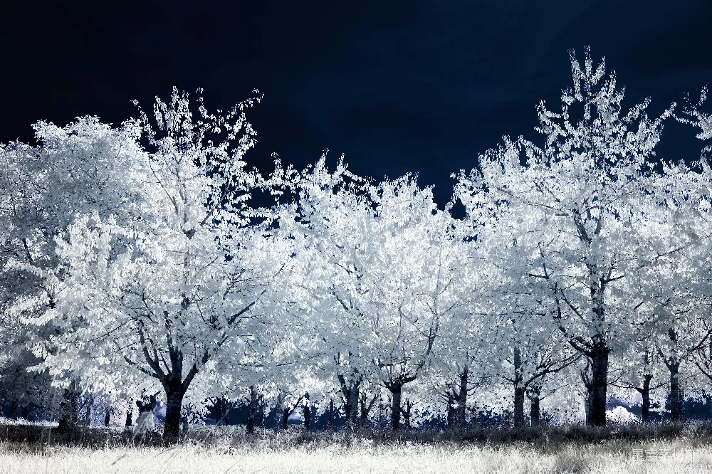 高清摄影 雪景 夜景 自然 宁静 冬季 雪夜林间静谧