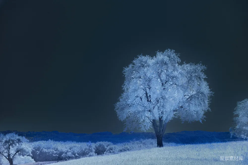 高清摄影 冬景 自然 夜晚 雪景 静谧 冬日夜景中的冰树