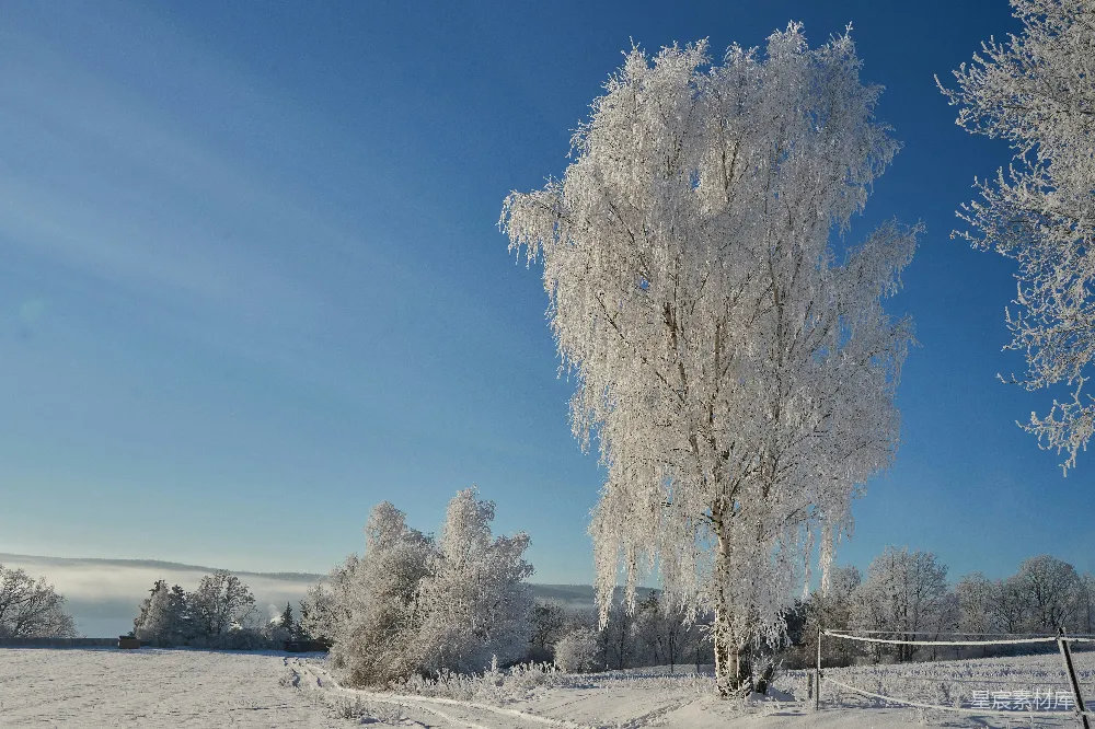 高清摄影 冬季 自然风光 雪景 户外 宁静 冬日霜雪下的树木