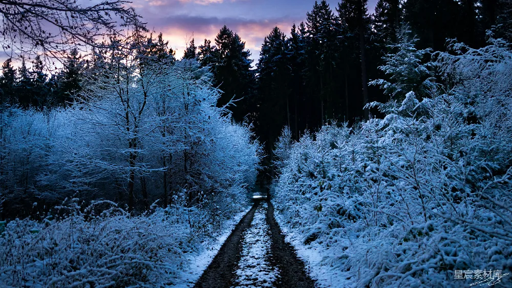 高清摄影 冬季 森林 雪景 宁静 自然 冬日林间小道